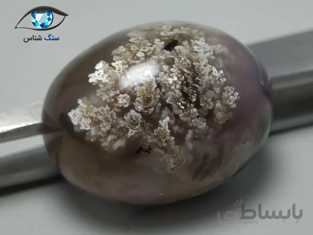 شجر شکوفه درشت دامله 8.4 گرم