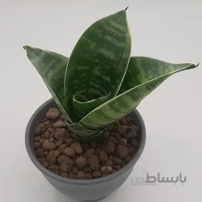 سانسوریا لب طلائی