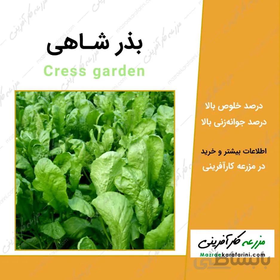 بذر شاهی کد 790823