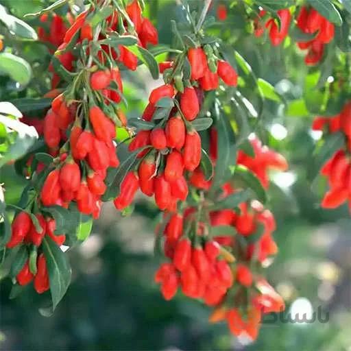 بذر گوجی بری قرمز