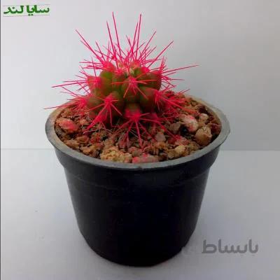 کاکتوس اچینو