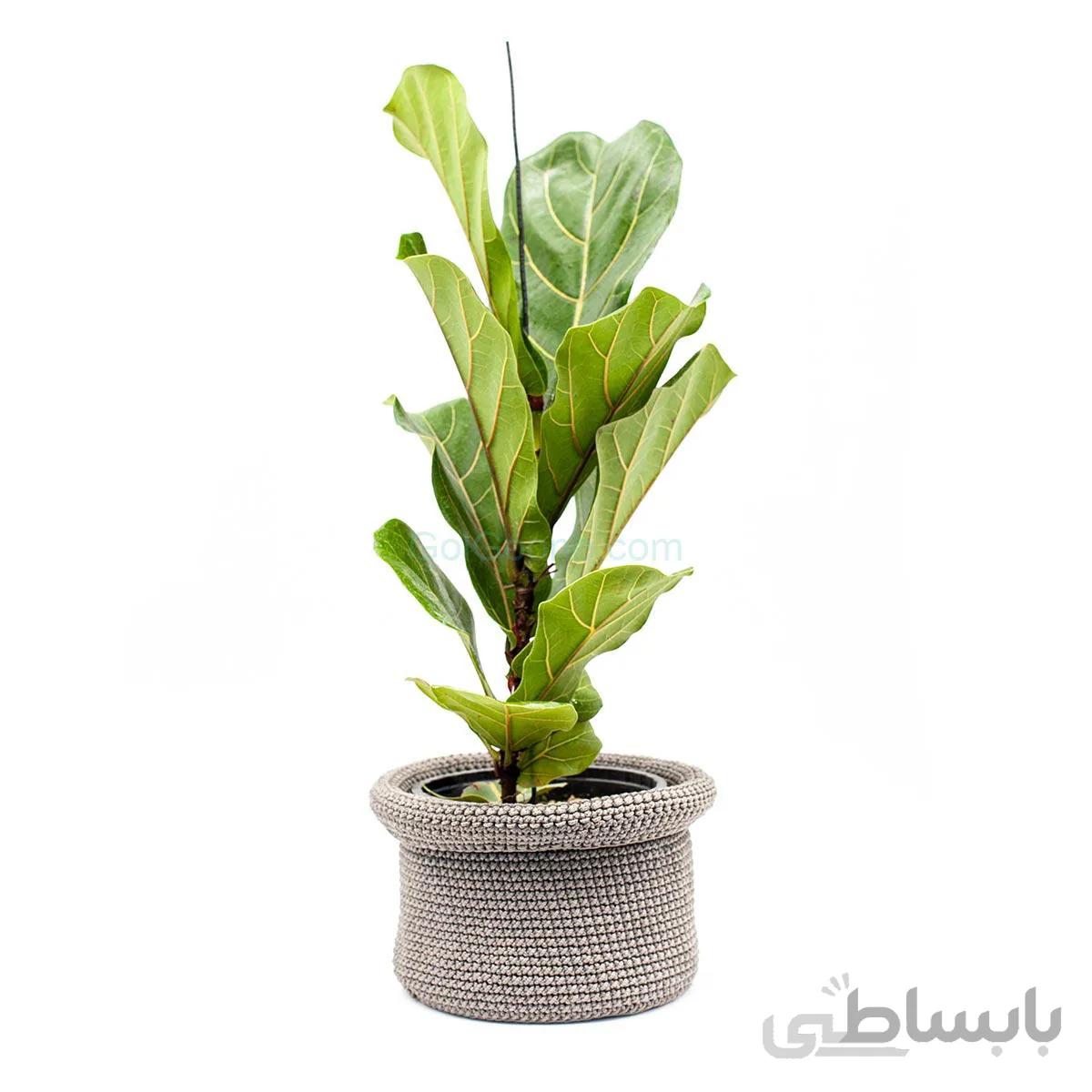 گیاه فیکوس لیراتا همراه کاور شالیزه | سایز کوچک