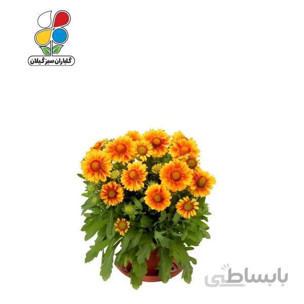 بذر گل رعنا بسته بندی بزرگ مدل GPSF7L