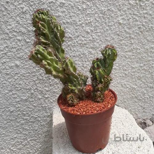 کاکتوس سرئوس صخره ای (گلدان 14)