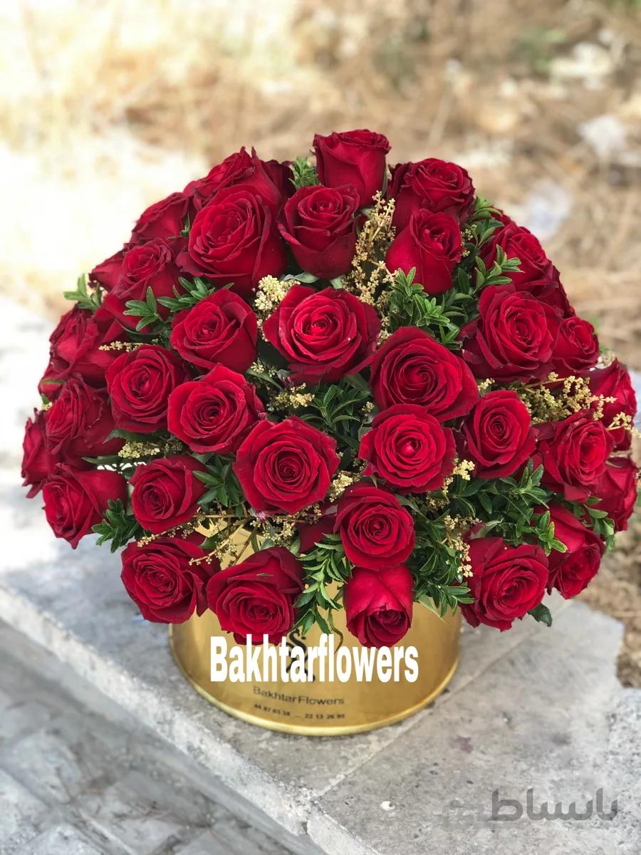 باکس رز هلندی
