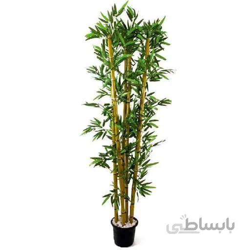 بذر بامبو طلایی