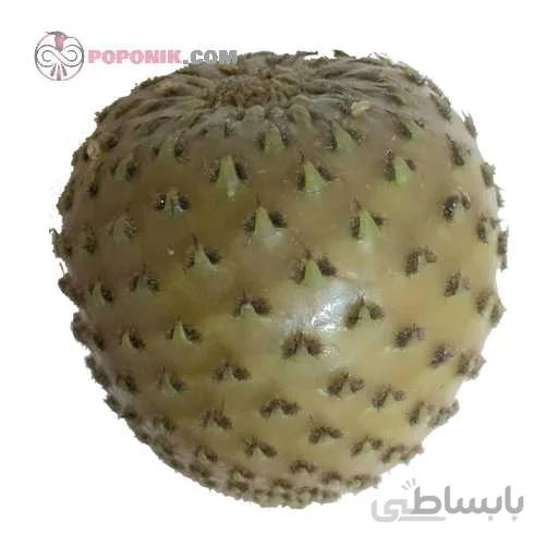 بذر میوه کوپایو