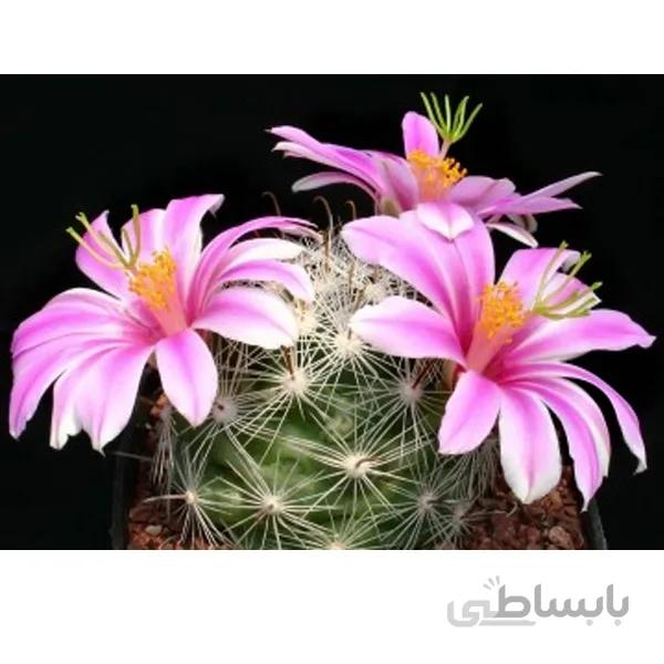 بذر مامیلاریا بولی ده عدد