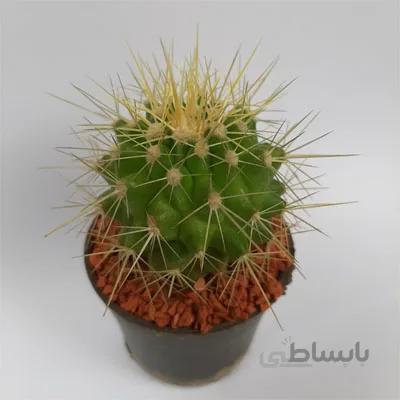 کاکتوس گروزنی خار طلایی بسیار باکیفیت