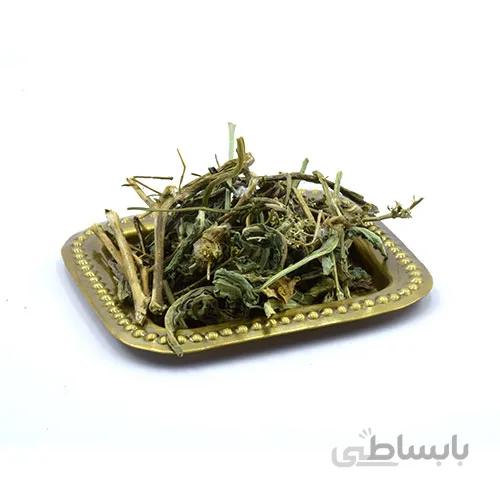 برگ کاسنی