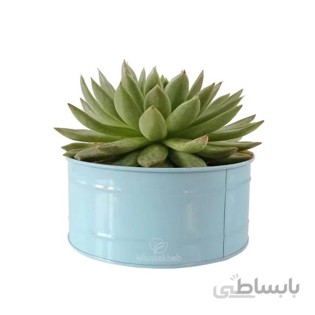 ساکولنت اشوریا کاسه ای ارتفاع 19 سانتی متر