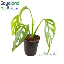 پتوس حصیری