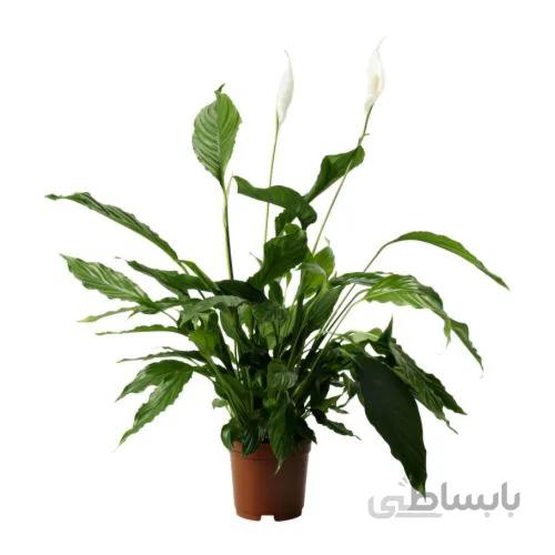 گل اسپاتی فیلوم – سطل 7
