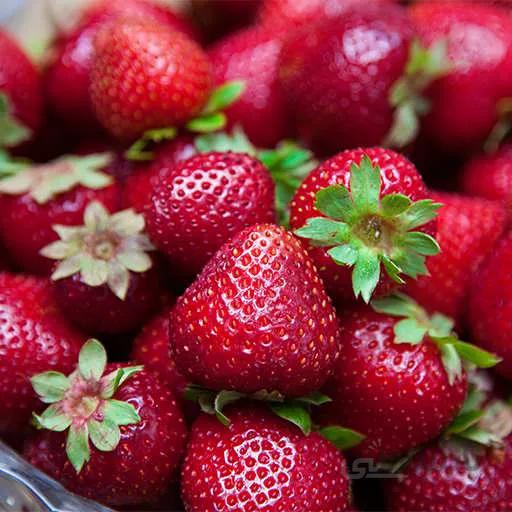 بذر توت فرنگی گاویتا