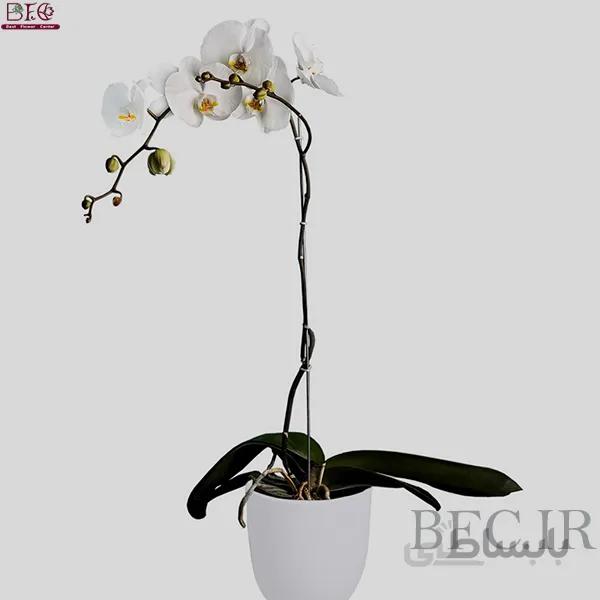 ارکیده فلو نابسیس