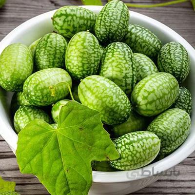 بذر اورجینال هندوانه موشی