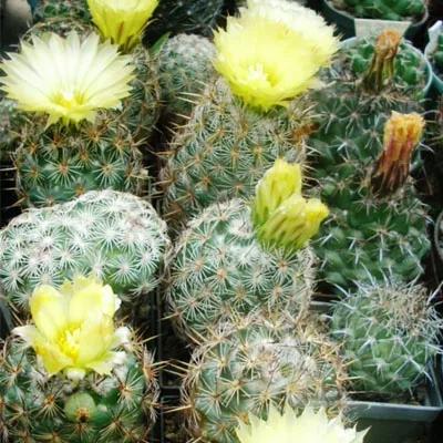 بذر کوریفانتا 1000عددی میکس مرغوب