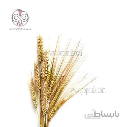 بذر گندم