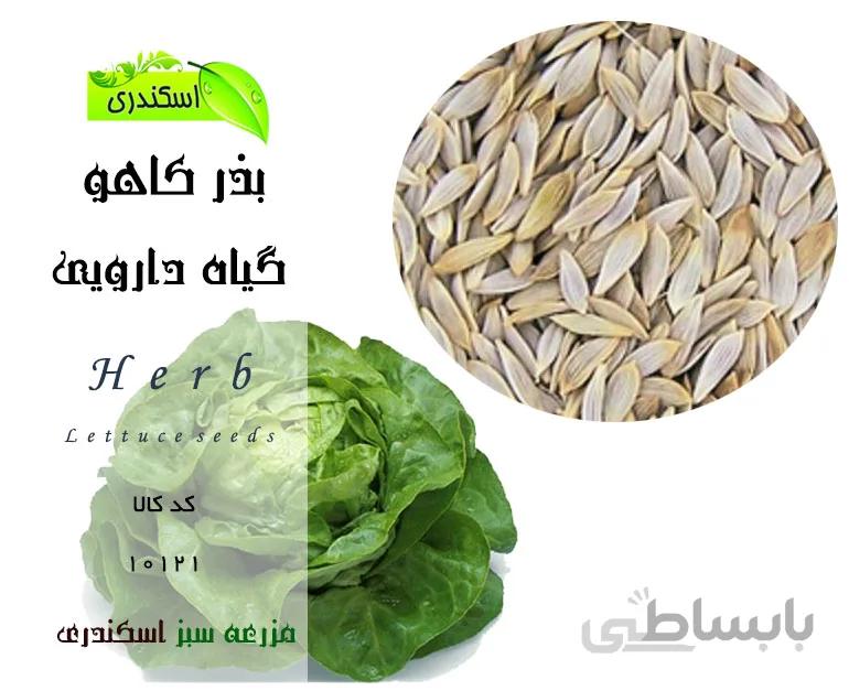 بذر کاهو کد 818893