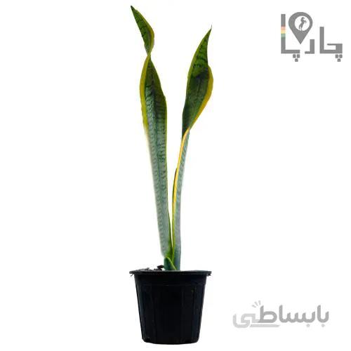 گیاه سانسوریا سایز کوچک