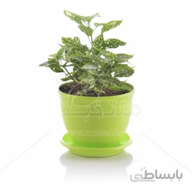 گیاه آپارتمانی گل سنگ در گلدان مدل 3015