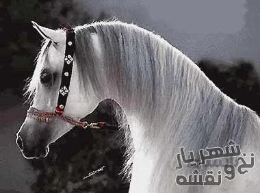 نخ و نقشه تابلو فرش طرح کله اسب کد h-6304