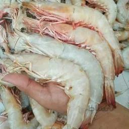 شاه میگوی خلیج فارس