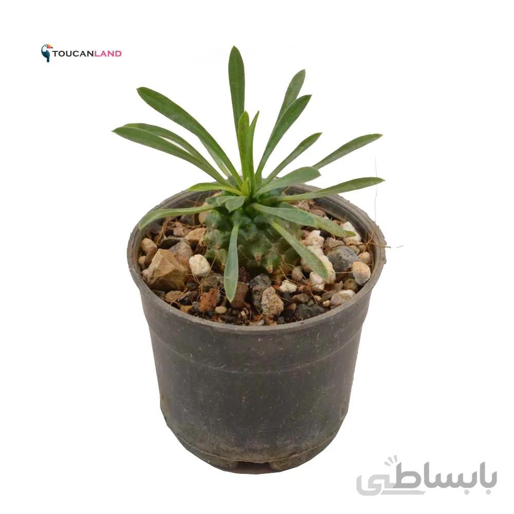 افوربیا آناناسی