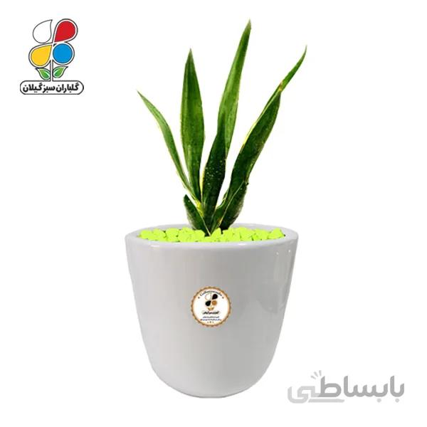 گیاه طبیعی سانسوریا لب طلایی بزرگ