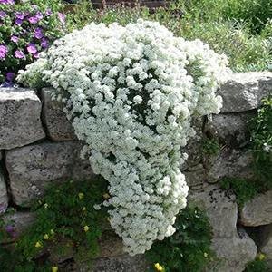 بذر گل آلیسوم سفید ا Lobularia maritima