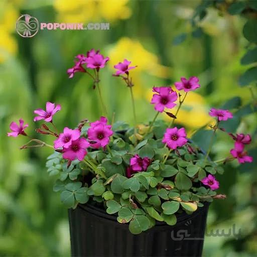پیاز گل اگزالیس آرتیکیولیتا