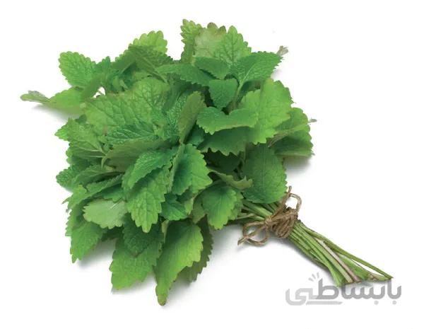 بذر بادرنجبویه