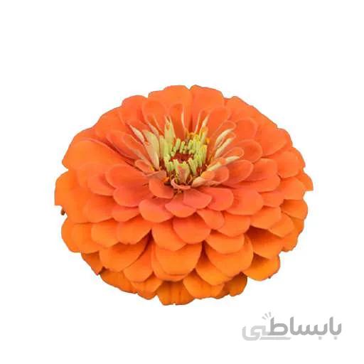 بذر گل اهار پا بلند نارنجی