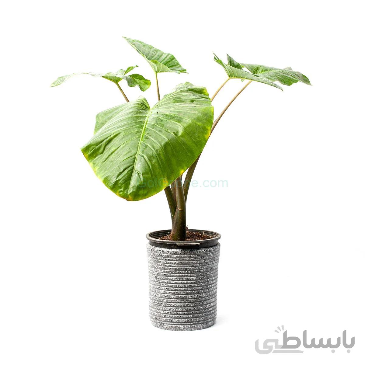 گیاه بابا آدم | سایز متوسط