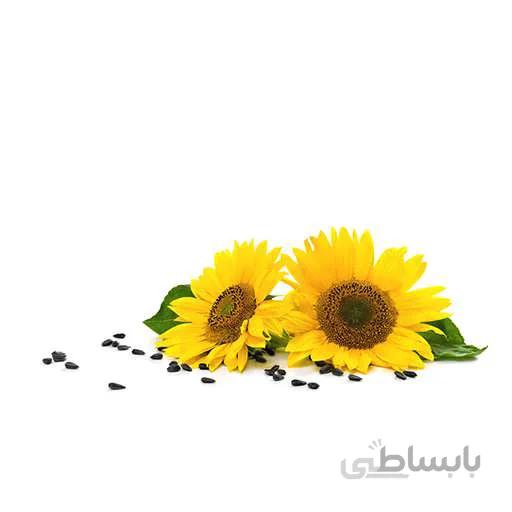 بذر گل افتابگردان کله قوچی