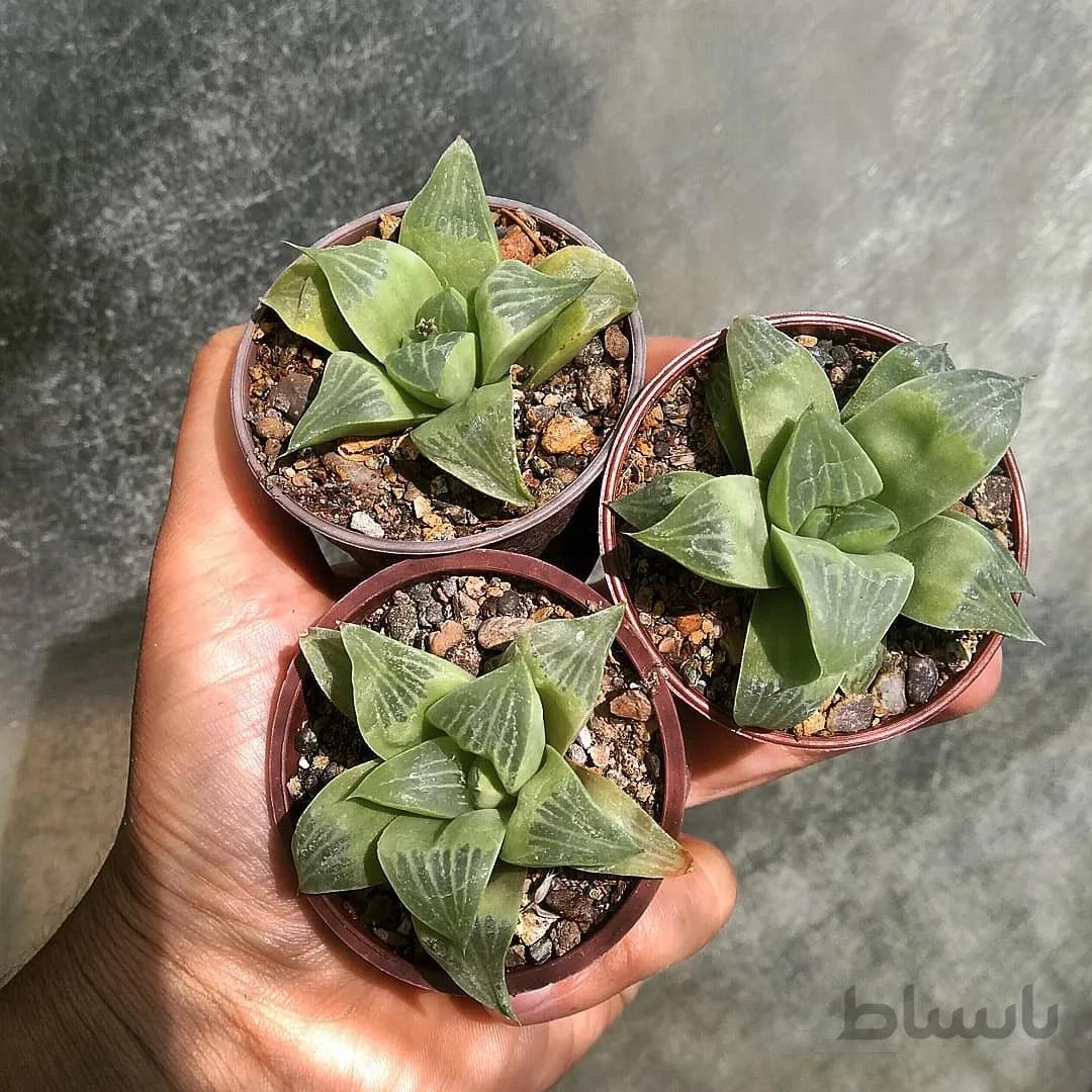 هاورتیا رتوسا جاینت