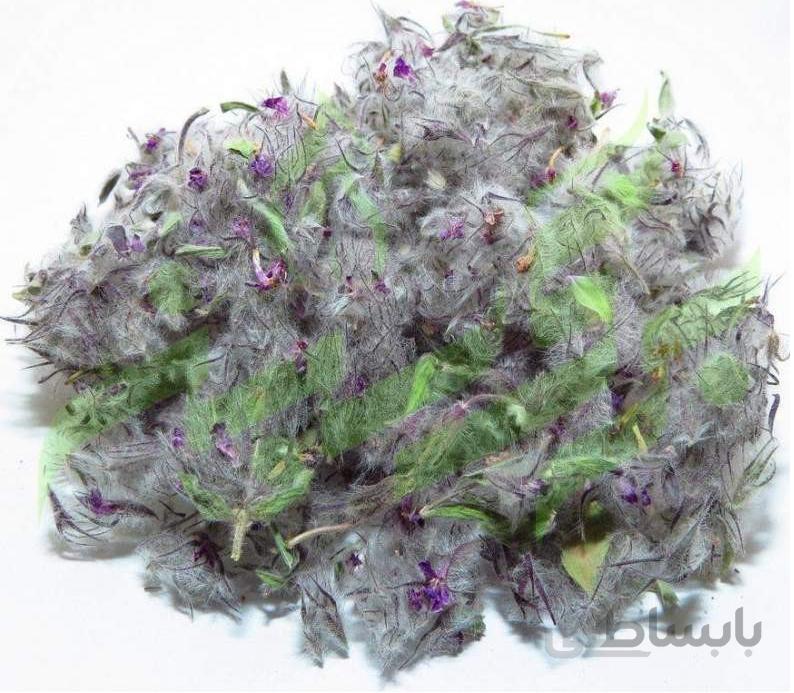 چای کوهی
