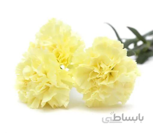 بذر گل میخک زرد صد پَر معطر گل درشت آمریکایی بسته 20 عددی