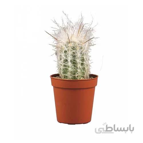 بذر اورئوسرئوس
