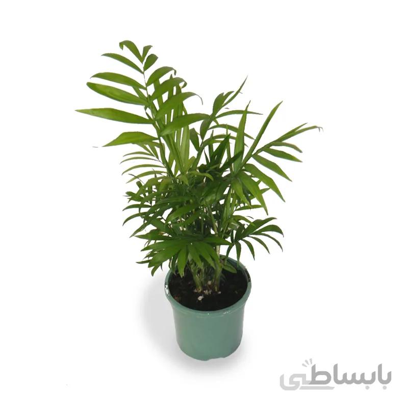 شامادورا گلدان 10