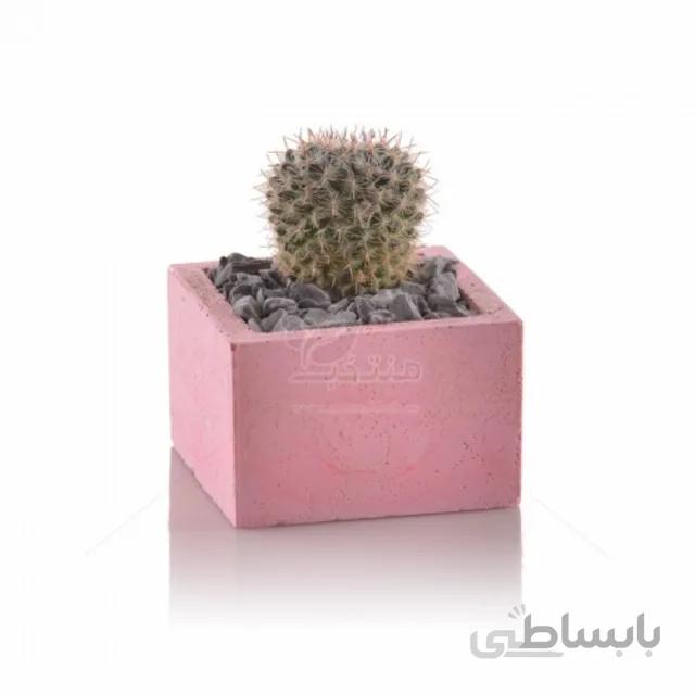 کاکتوس مامیلاریا در گلدان سیمانی مربع ارتفاع 8 سانتی متر