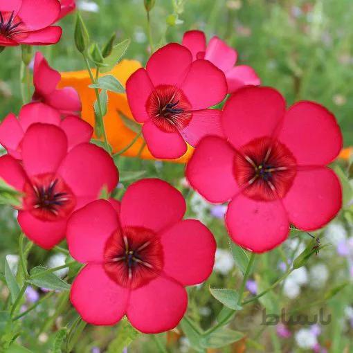 بذر گل کتان قرمز بسته ۵۰ عددی