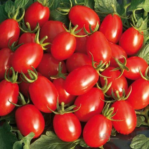 بذر گوجه زیتونی قرمز استاندارد بسته ۱۰ عددی