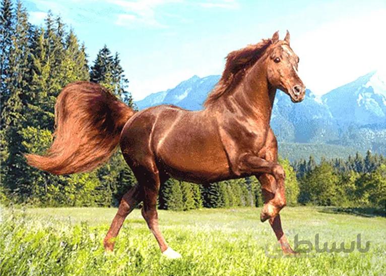 نخ و نقشه تابلو فرش اسب کد 1325