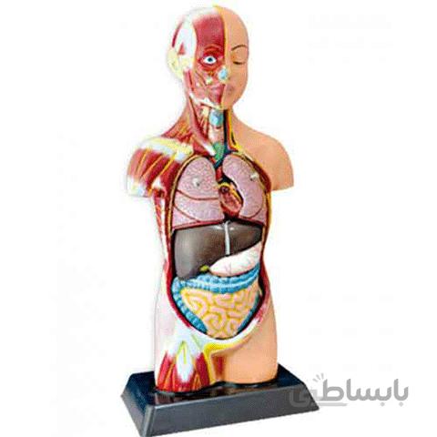 مولاژ نیم تنه انسان (با نمایش عضلات)1/2 اندازه طبیعی