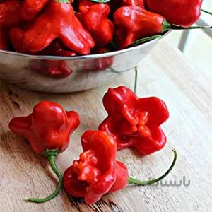 بذر فلفل رقم Bishop Pepper