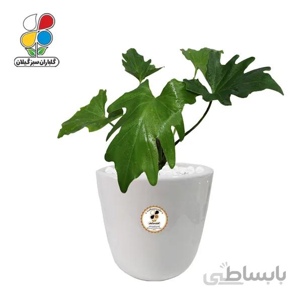 گیاه طبیعی برگ انجیری بزرگ گلباران