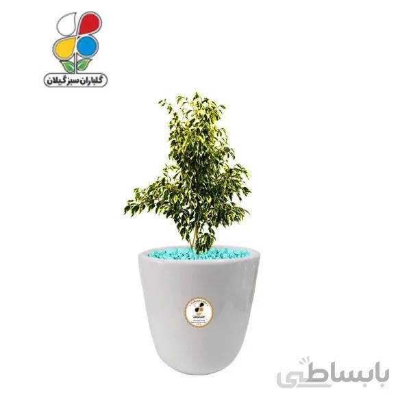 گیاه طبیعی بنجامین ابلق کوچک مدل GN13-13S