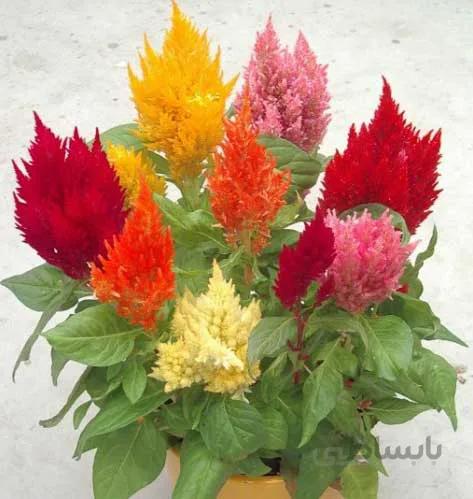 بذر گل تاج خروس شعله ای میکس رقم Liliput