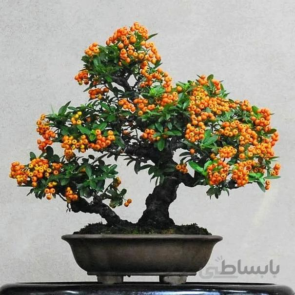 بذر اورجینال بونسای پیراکانتا نارنجی